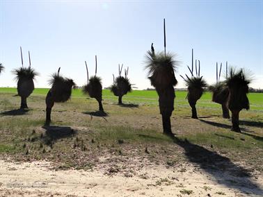 Grass Tress (Black Boys), Goldfields Road, Youndegin, Western Australia - 1